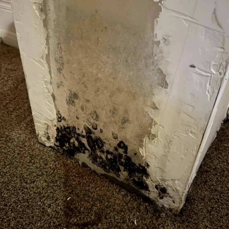 Professional Mold Removal in Renovo, PA